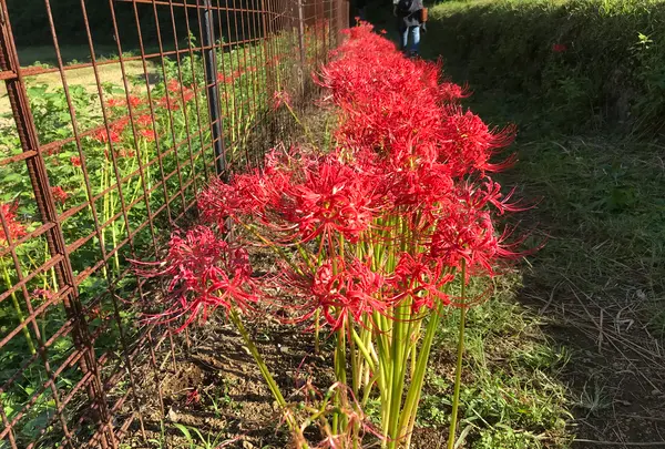 彼岸花の里の写真・動画_image_383885