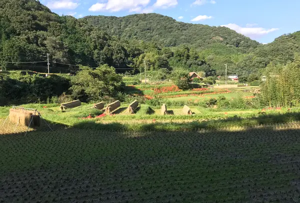 彼岸花の里の写真・動画_image_383886