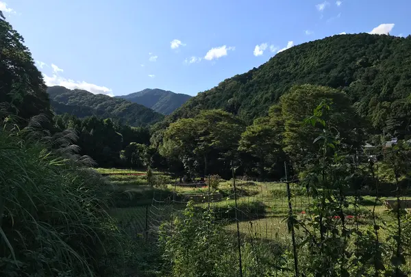 彼岸花の里の写真・動画_image_383887