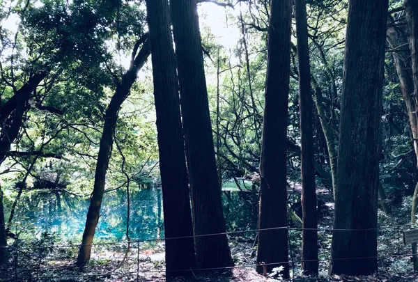 丸池様の写真・動画_image_383971