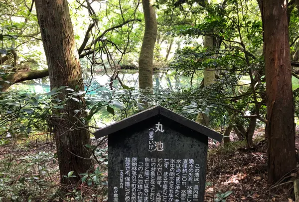 丸池様の写真・動画_image_383972