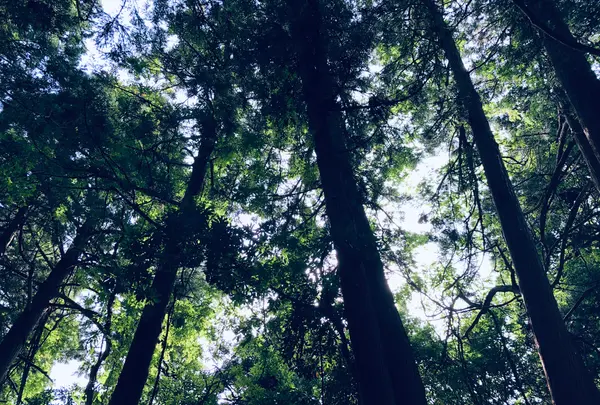 丸池様の写真・動画_image_383973