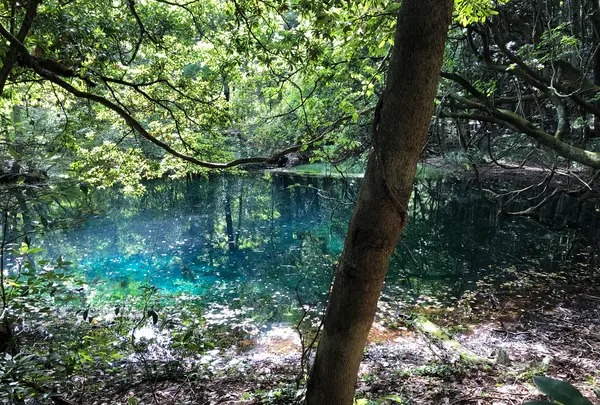 丸池様の写真・動画_image_383975