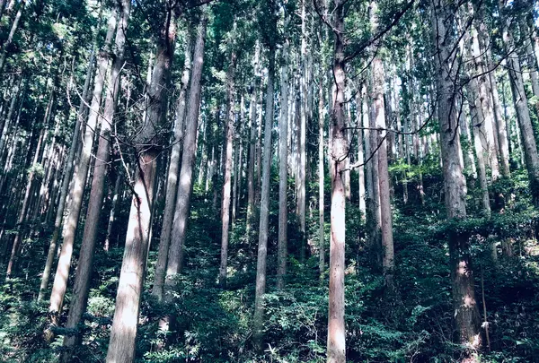 丸池様の写真・動画_image_383976