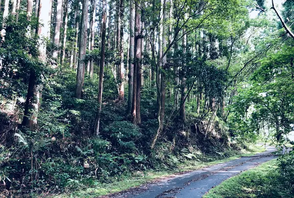 丸池様の写真・動画_image_383978