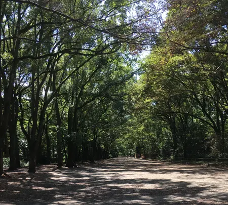 下鴨神社（賀茂御祖神社）の写真・動画_image_384020