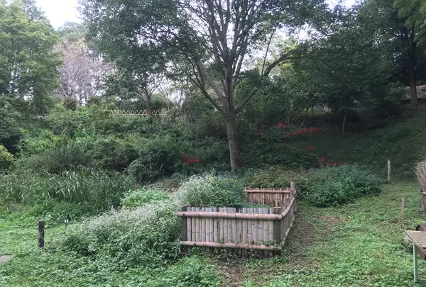 天王森泉公園の写真・動画_image_384807