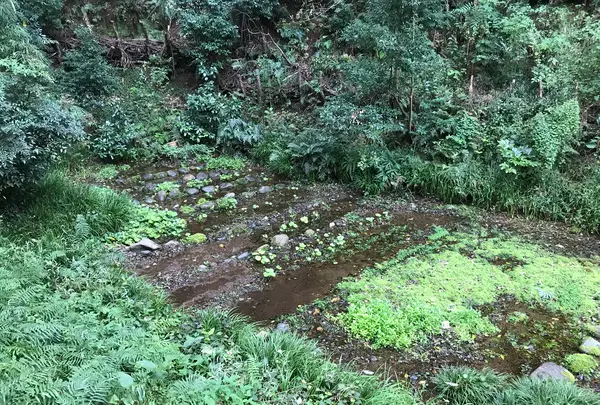 天王森泉公園の写真・動画_image_384818