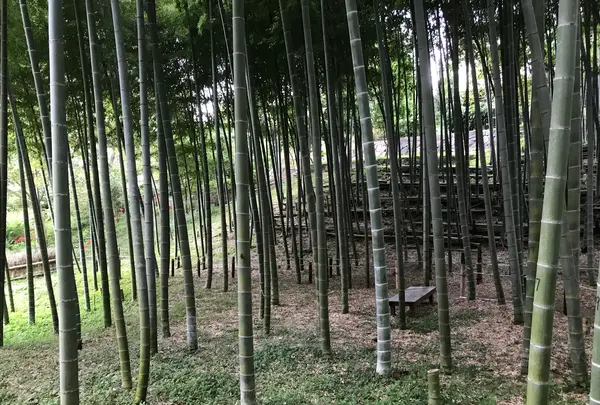 天王森泉公園の写真・動画_image_384822