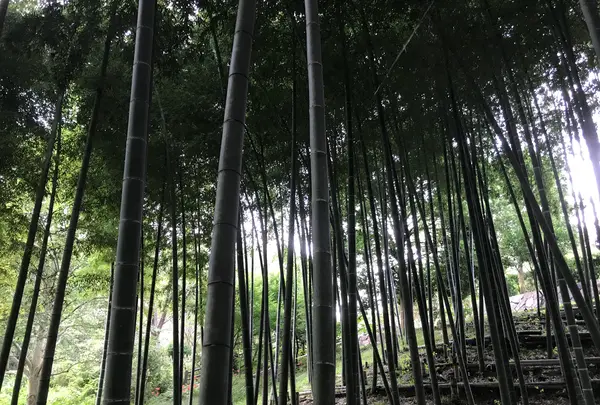 天王森泉公園の写真・動画_image_384828