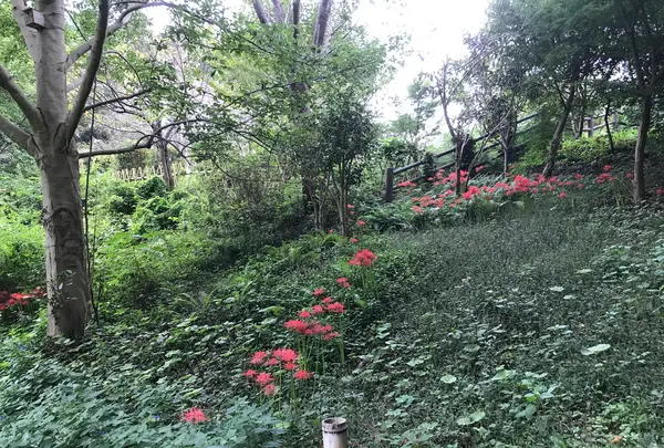 天王森泉公園の写真・動画_image_384829