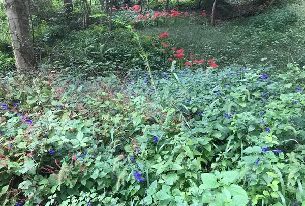 天王森泉公園の写真・動画_image_384830