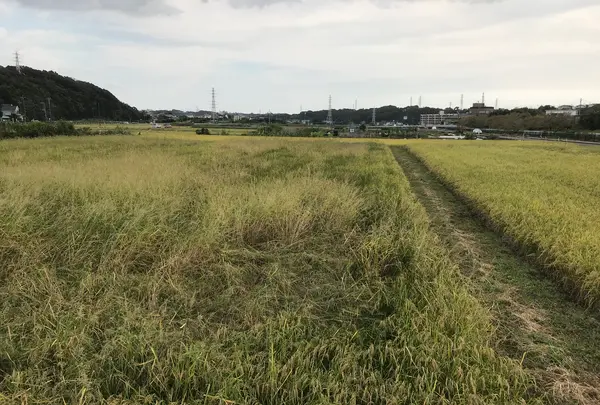 天王森泉公園の写真・動画_image_384833