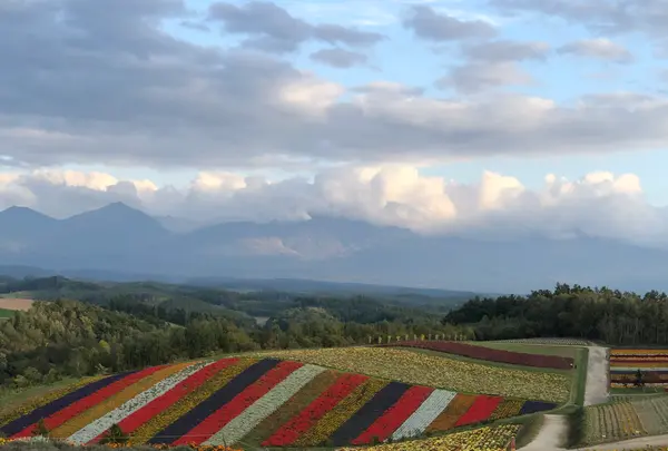 四季彩の丘の写真・動画_image_384935