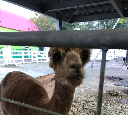 アルパカ牧場の写真・動画_image_384936