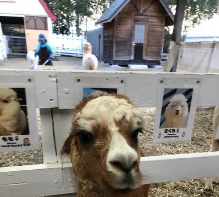 アルパカ牧場の写真・動画_image_384937