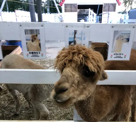 アルパカ牧場の写真・動画_image_384938