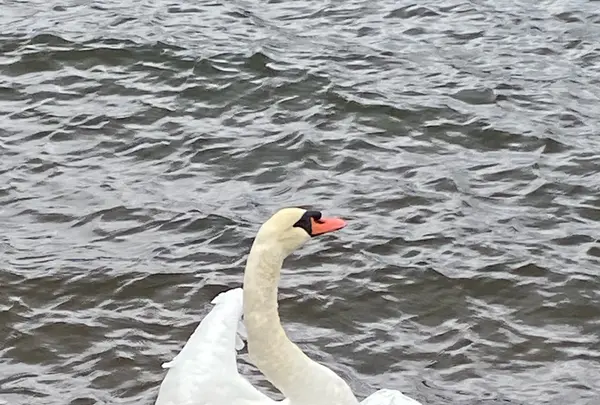 山中湖の写真・動画_image_385215