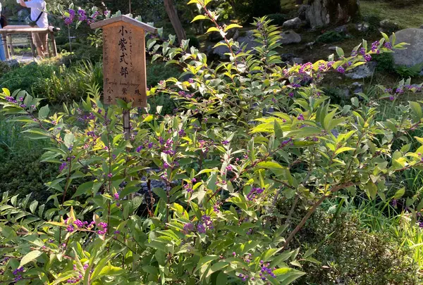 天龍寺の写真・動画_image_385713