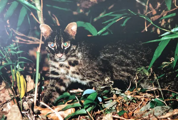 西表野生生物保護センターの写真・動画_image_385989