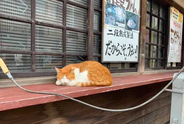 伊香保温泉の石段街の写真・動画_image_386344