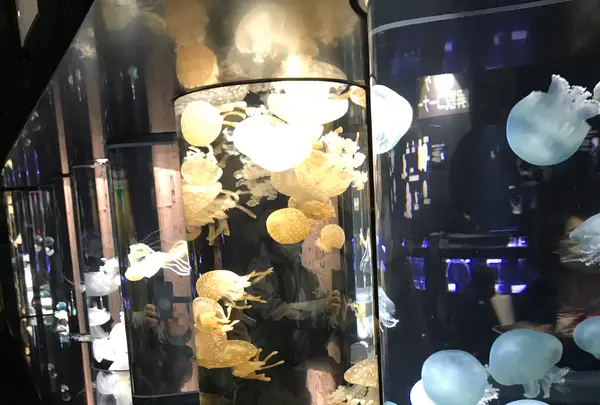 鶴岡市立加茂水族館（クラゲドリーム館）の写真・動画_image_386777