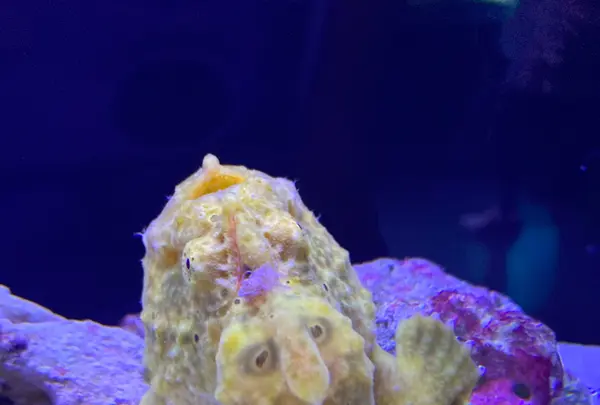 マクセル アクアパーク品川の写真・動画_image_386805