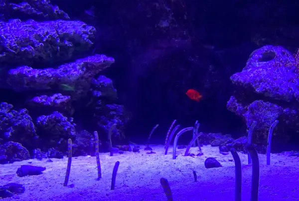 マクセル アクアパーク品川の写真・動画_image_386808