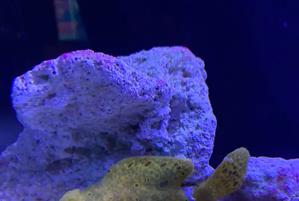 マクセル アクアパーク品川の写真・動画_image_386810