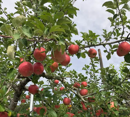 斉藤りんご園の写真・動画_image_388186