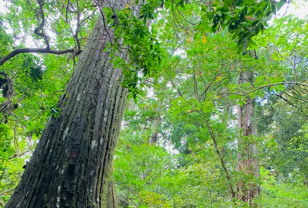 愛宕神社（旧白雲寺）の写真・動画_image_388790