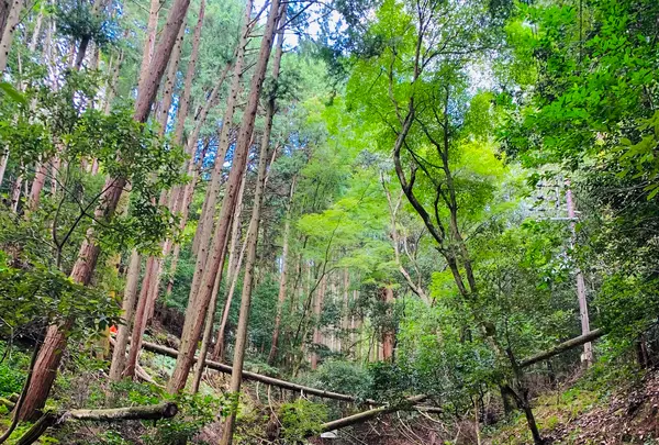 愛宕神社（旧白雲寺）の写真・動画_image_388793