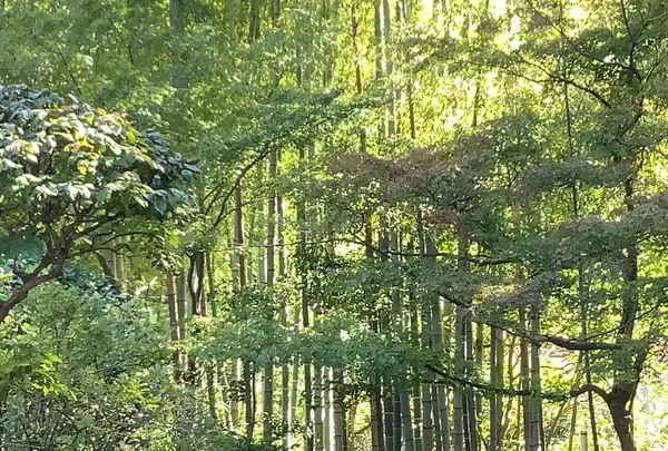 報国寺（竹寺）の写真・動画_image_389195