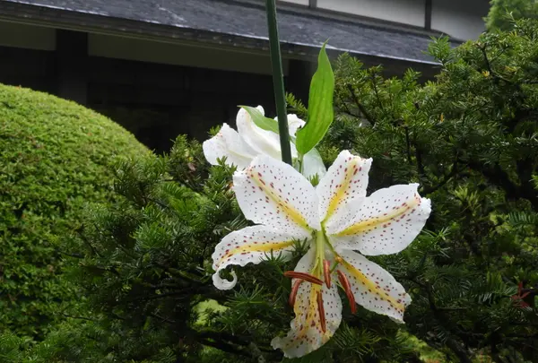 日光山輪王寺 常行堂の写真・動画_image_389224