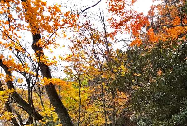 湯ノ湖の写真・動画_image_389836