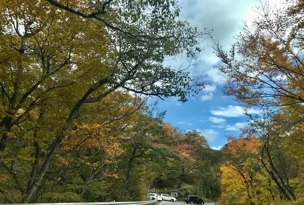 いろは坂の写真・動画_image_389851