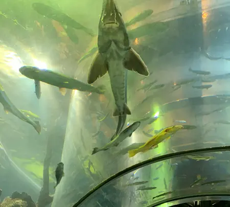 山梨県立 富士湧水の里 水族館（森の水族館）の写真・動画_image_390515