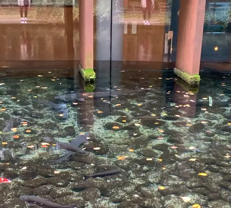 山梨県立 富士湧水の里 水族館（森の水族館）の写真・動画_image_390516