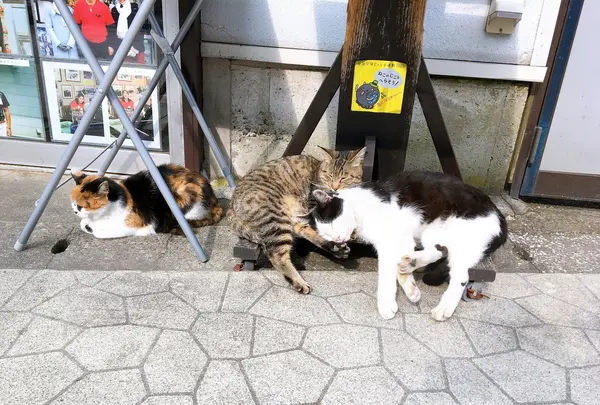 いしいの写真・動画_image_391090