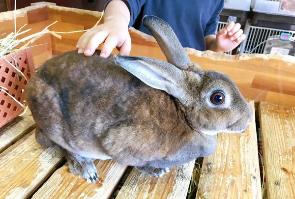 マザー牧場の写真・動画_image_391097