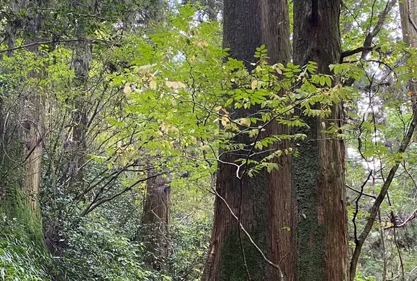 高尾山の写真・動画_image_391471