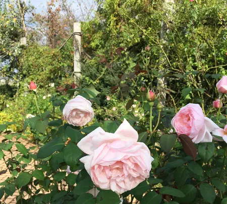 神奈川県立花と緑のふれあいセンター 花菜ガーデンの写真・動画_image_391869