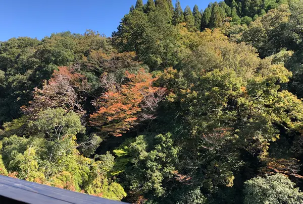 あまてらすの隠れカフェの写真・動画_image_392368