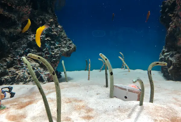 マリホ水族館の写真・動画_image_392590