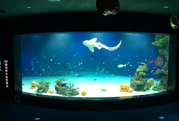 マリホ水族館の写真・動画_image_392591