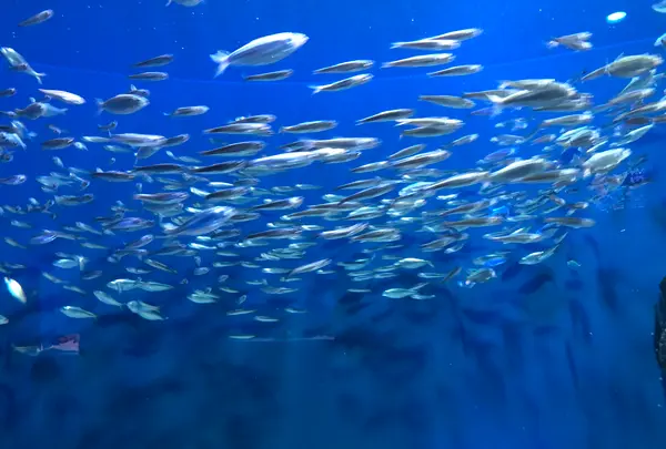 マリホ水族館の写真・動画_image_392593
