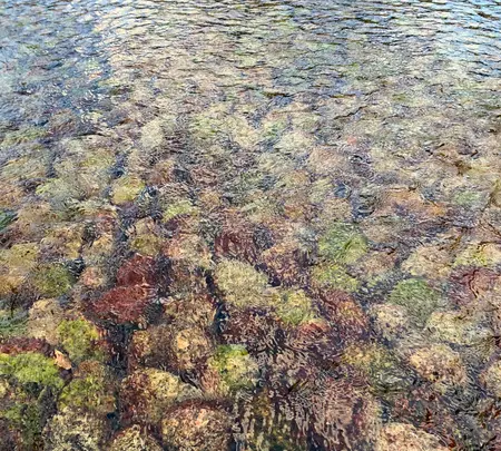 栗林公園の写真・動画_image_392821
