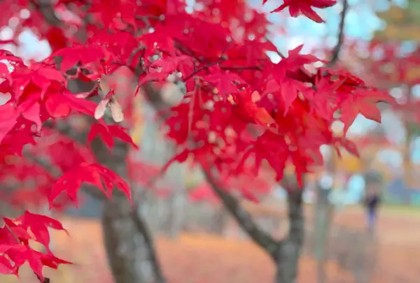 旭日丘湖畔緑地公園の写真・動画_image_393488