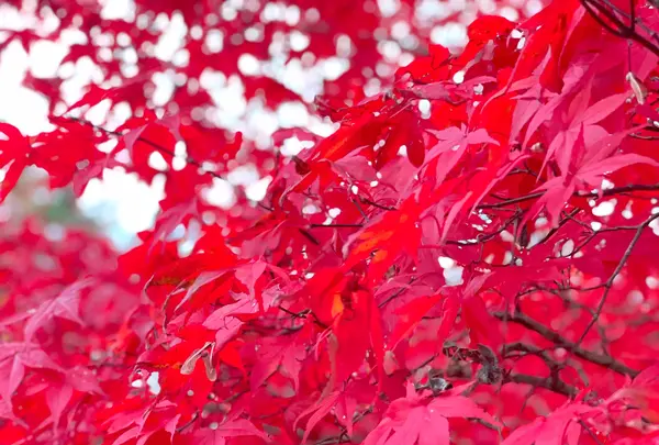 旭日丘湖畔緑地公園の写真・動画_image_393491