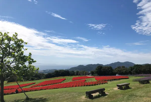 あわじ花さじきの写真・動画_image_394937